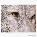 Applique Murale Résine Loup Déco Rustique Chic. Chambre